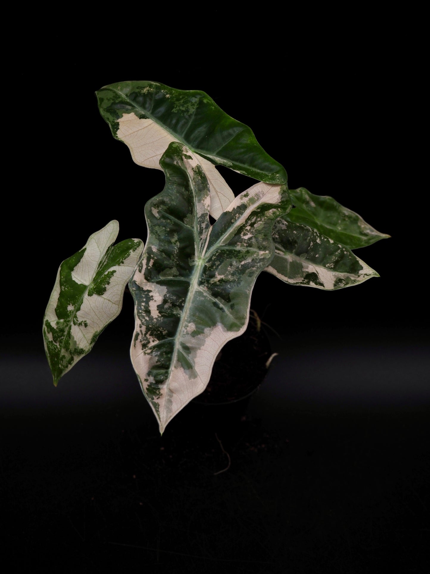 Alocasia Pseudo Sanderiana Pink