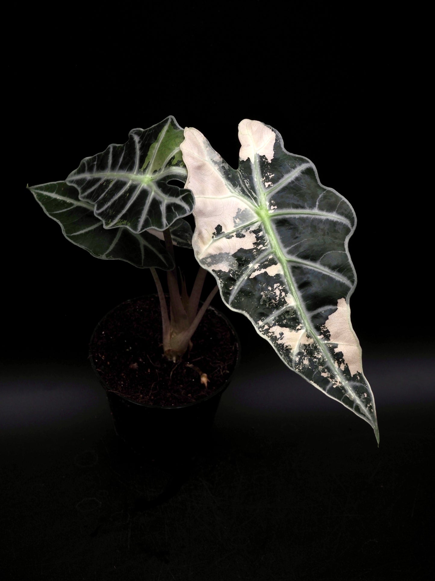 Alocasia Polly Pink Variegata