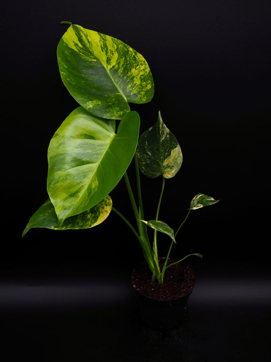 Monstera Yellow Marylin