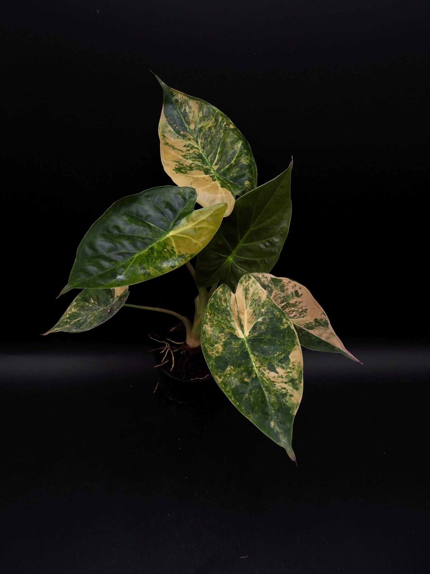 Alocasia Wentii Sunset Aurea