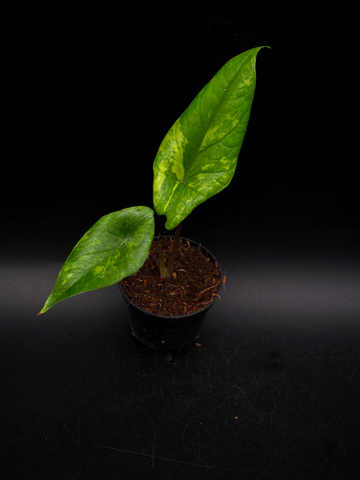 Alocasia Scalprum Aurea