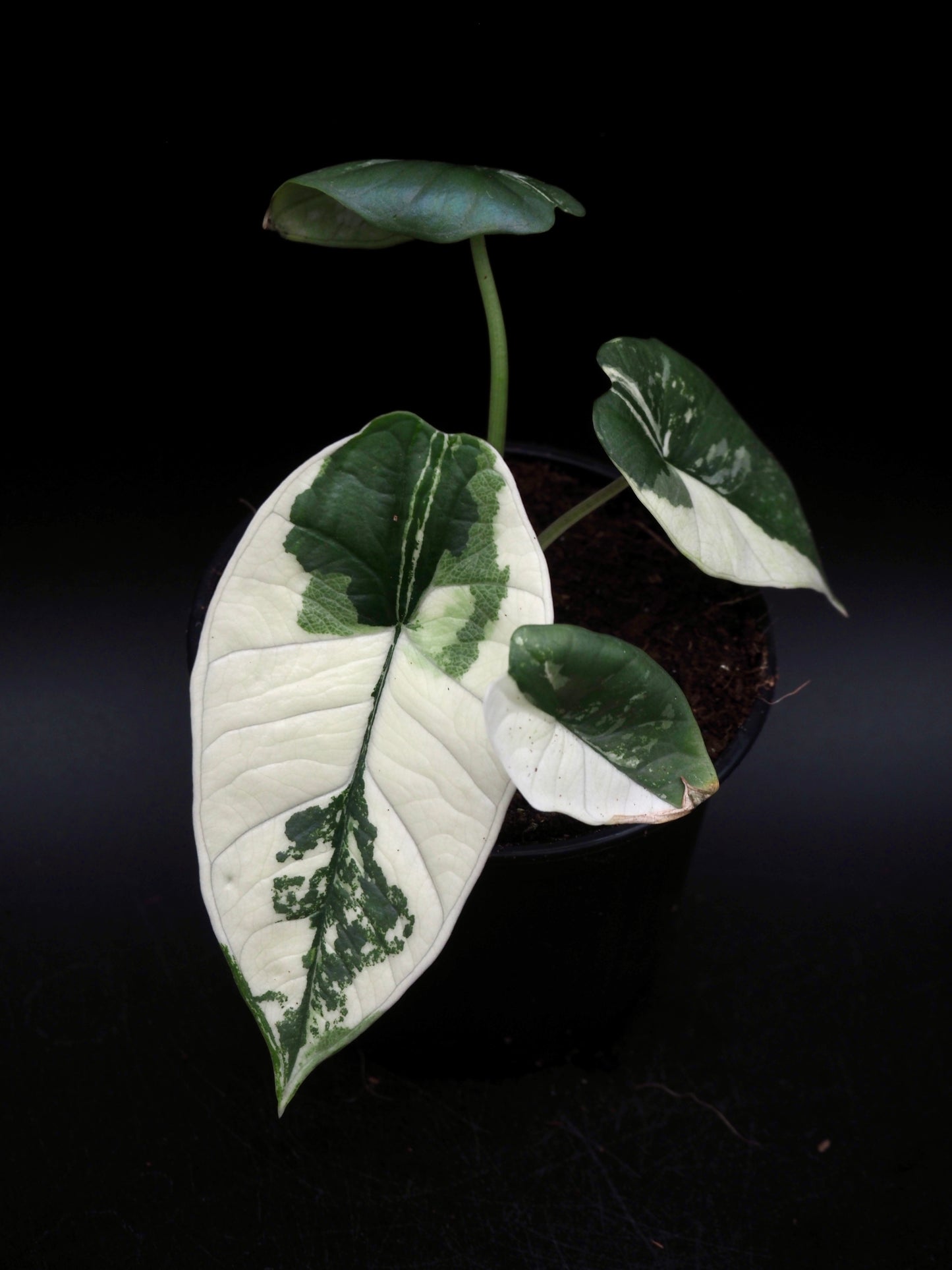 Alocasia Platinum Albo