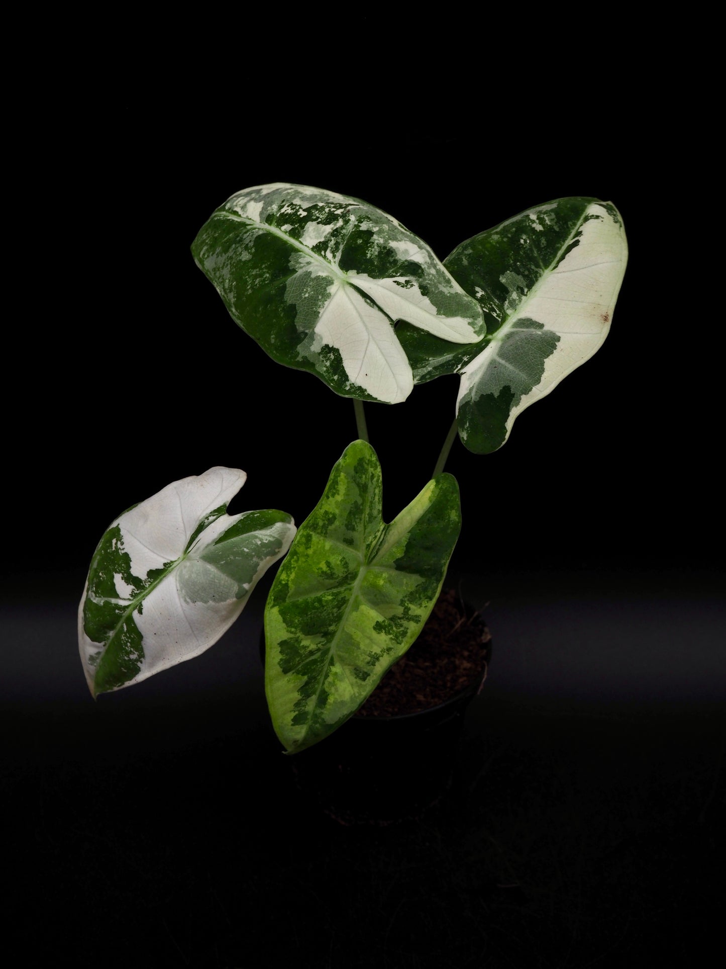 Alocasia Frydek Variegata