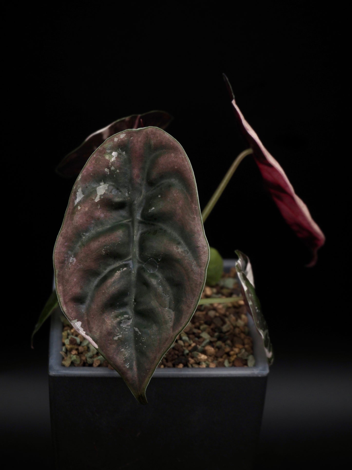 Alocasia Cuprea Nom Yen