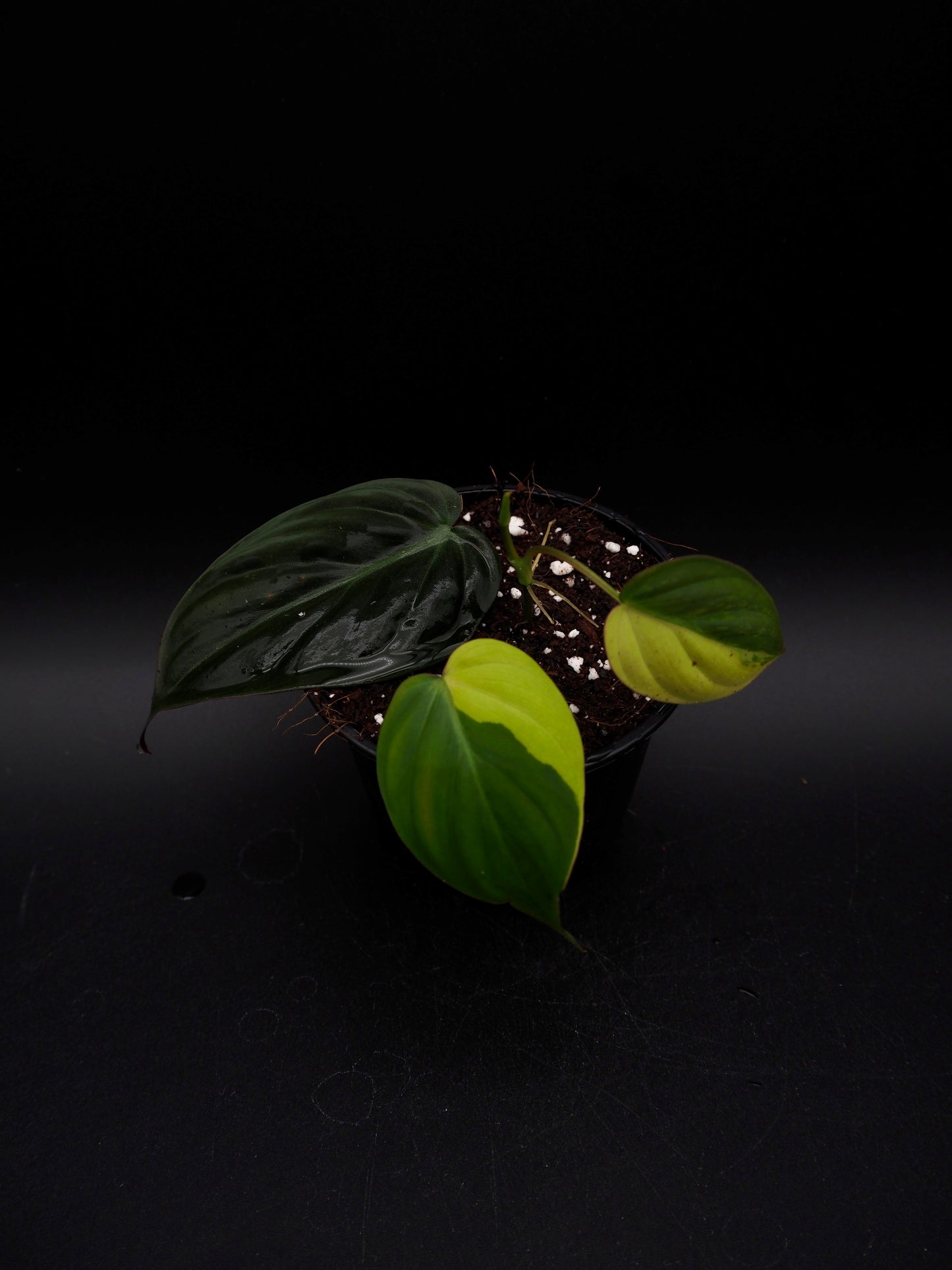 Philodendron Micans Variegata