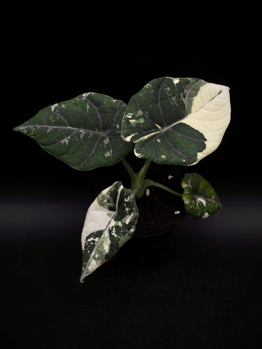 Alocasia Maharani Albo Variegata