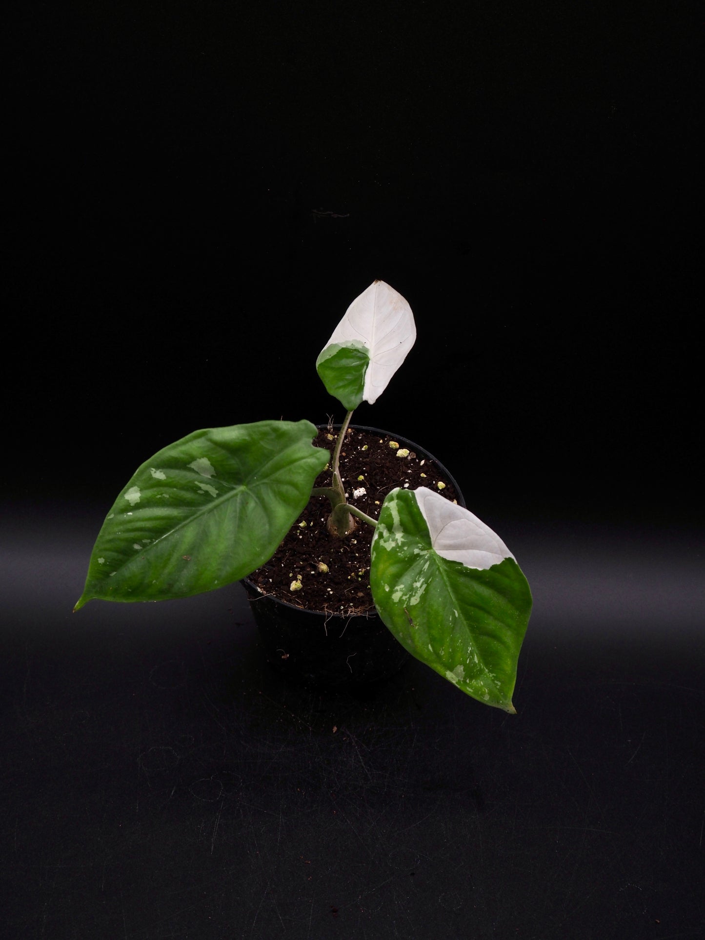 Alocasia Fornicata Albo