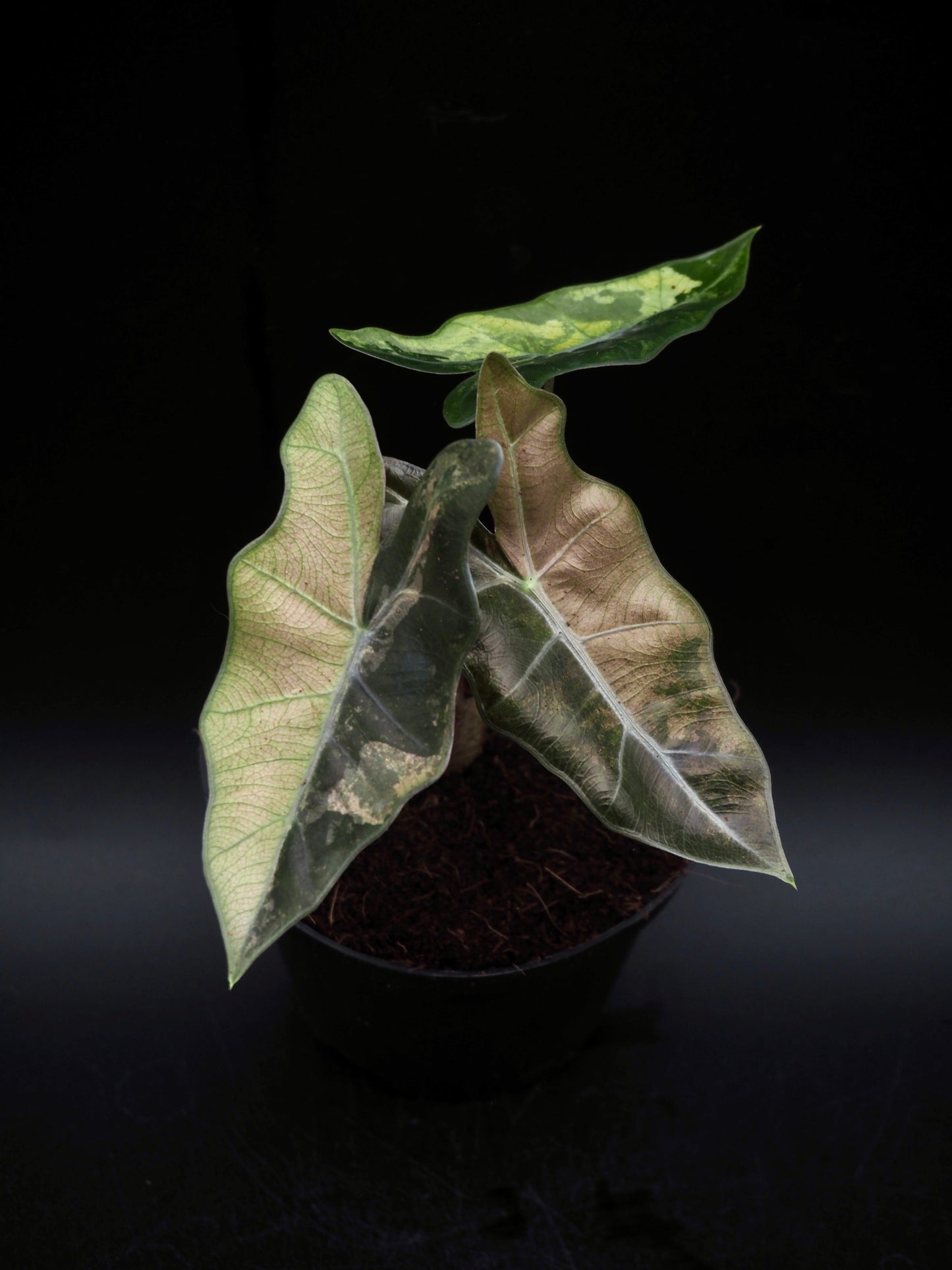 Alocasia Pseudo Sanderiana Pink