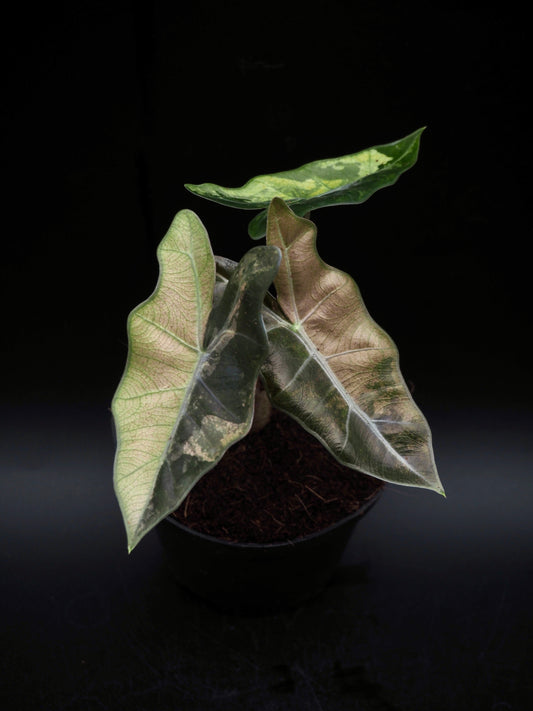 Alocasia Pseudo Sanderiana Pink