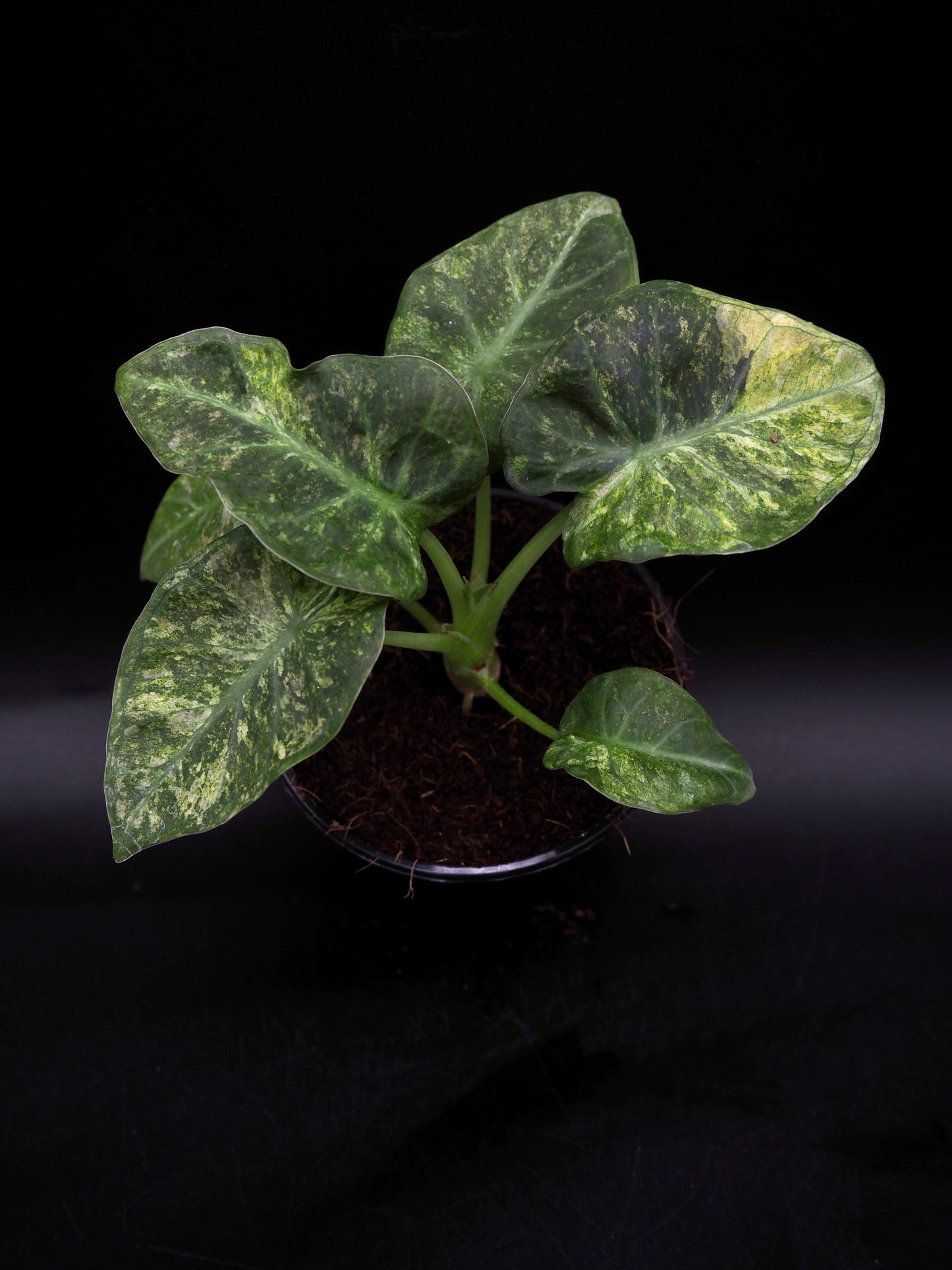 Alocasia Regal Shield Galaxy Variegata