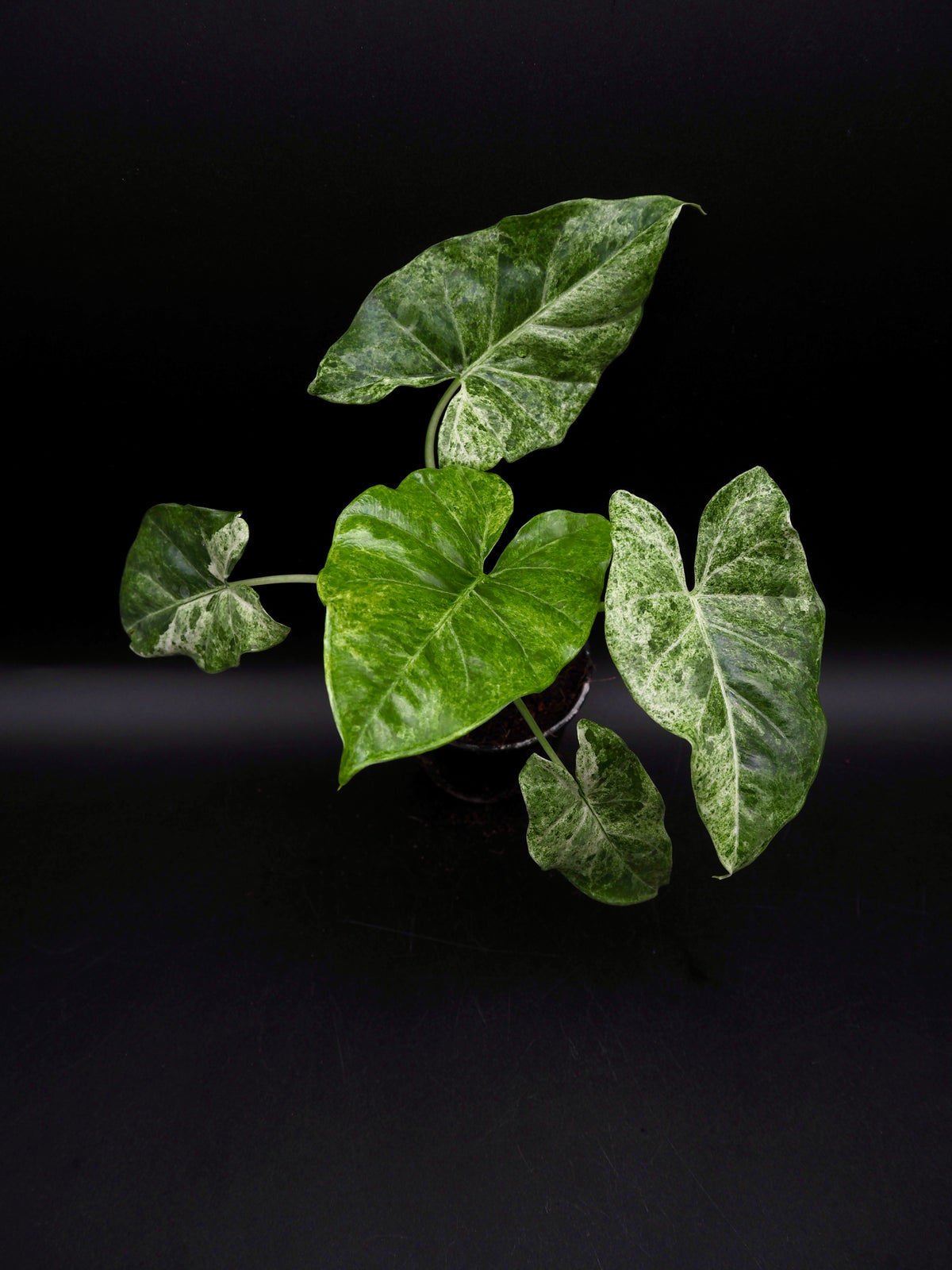 Alocasia Epilithica Marble Variegata