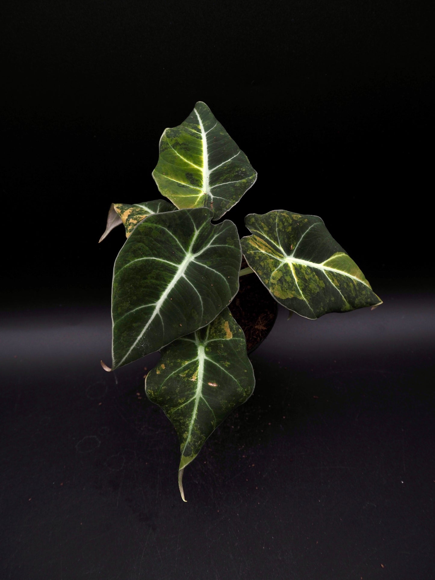Alocasia Black Velvet Aurea