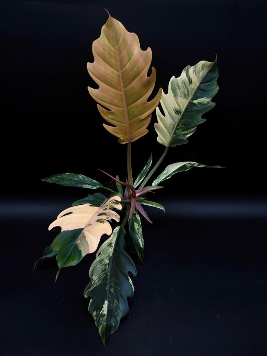 Philodendron Marbre Caramel