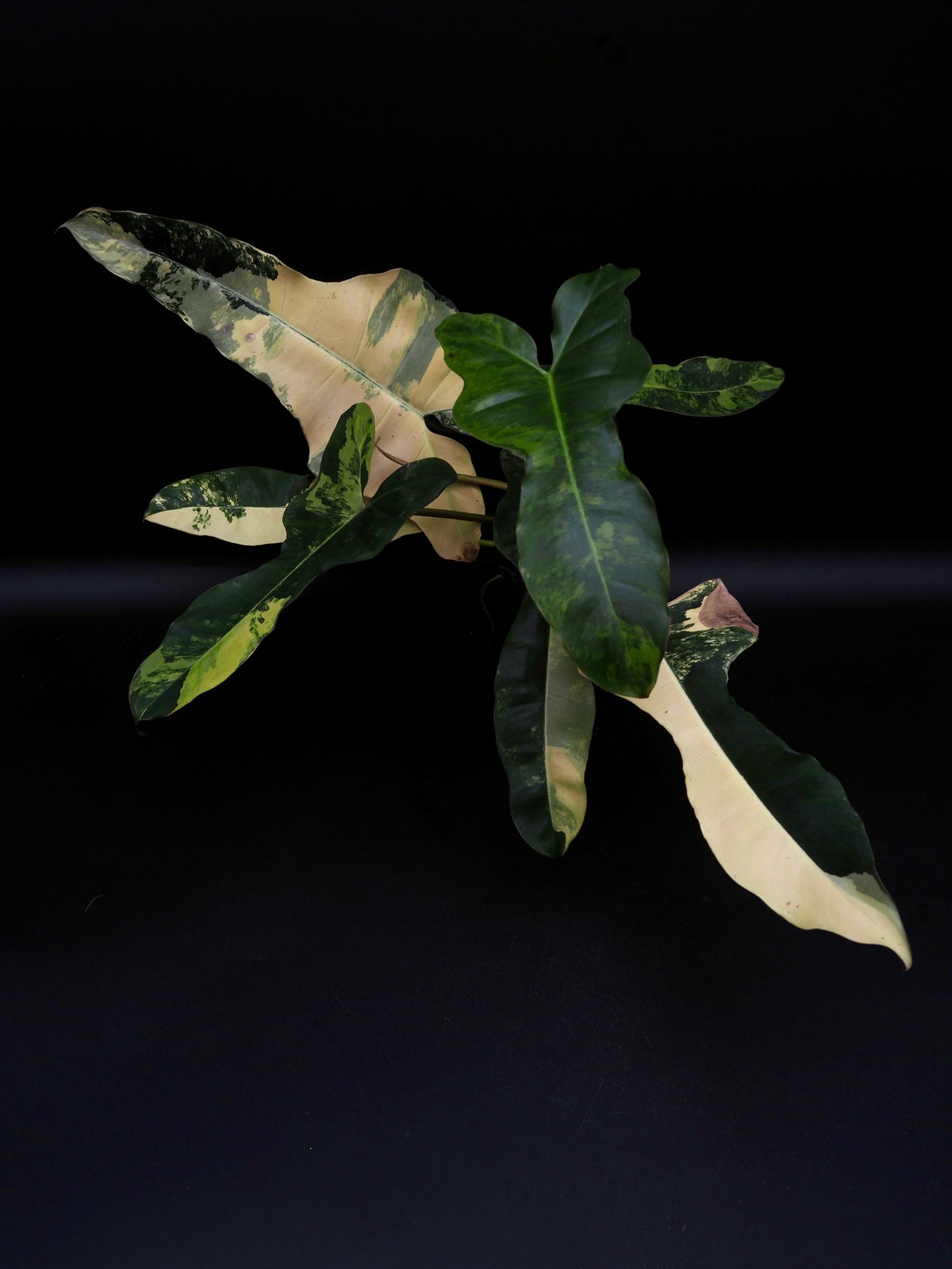 Philodendron Brown Beauty Black Billie X Flobe