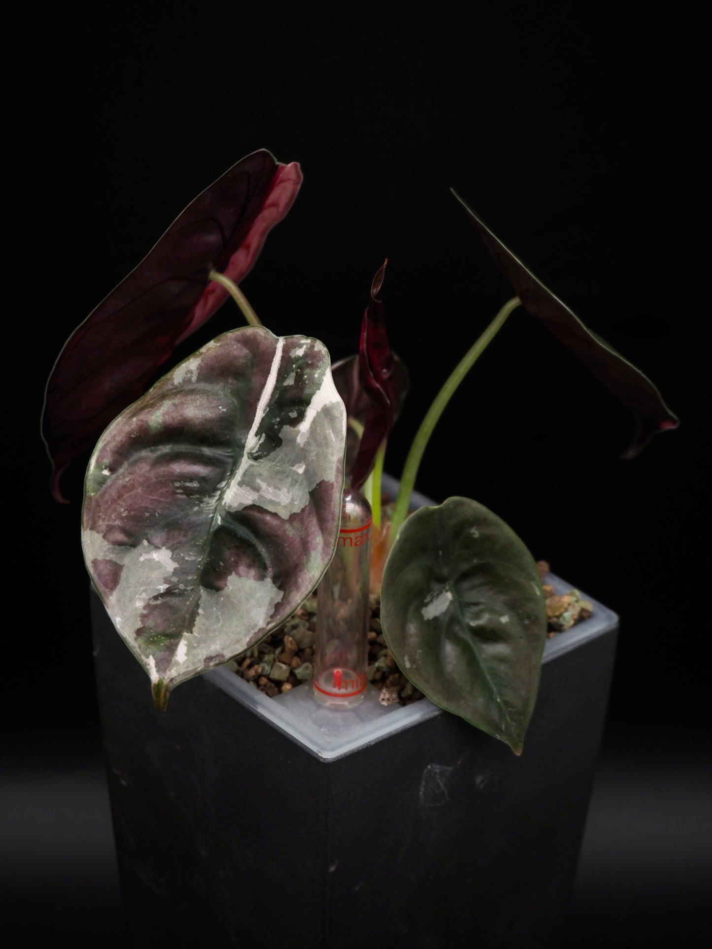 Alocasia Cuprea Nom Yen