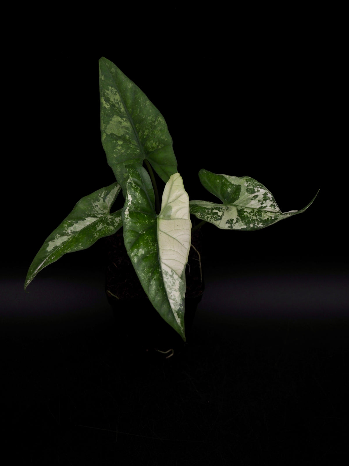 Alocasia Simpo Albo