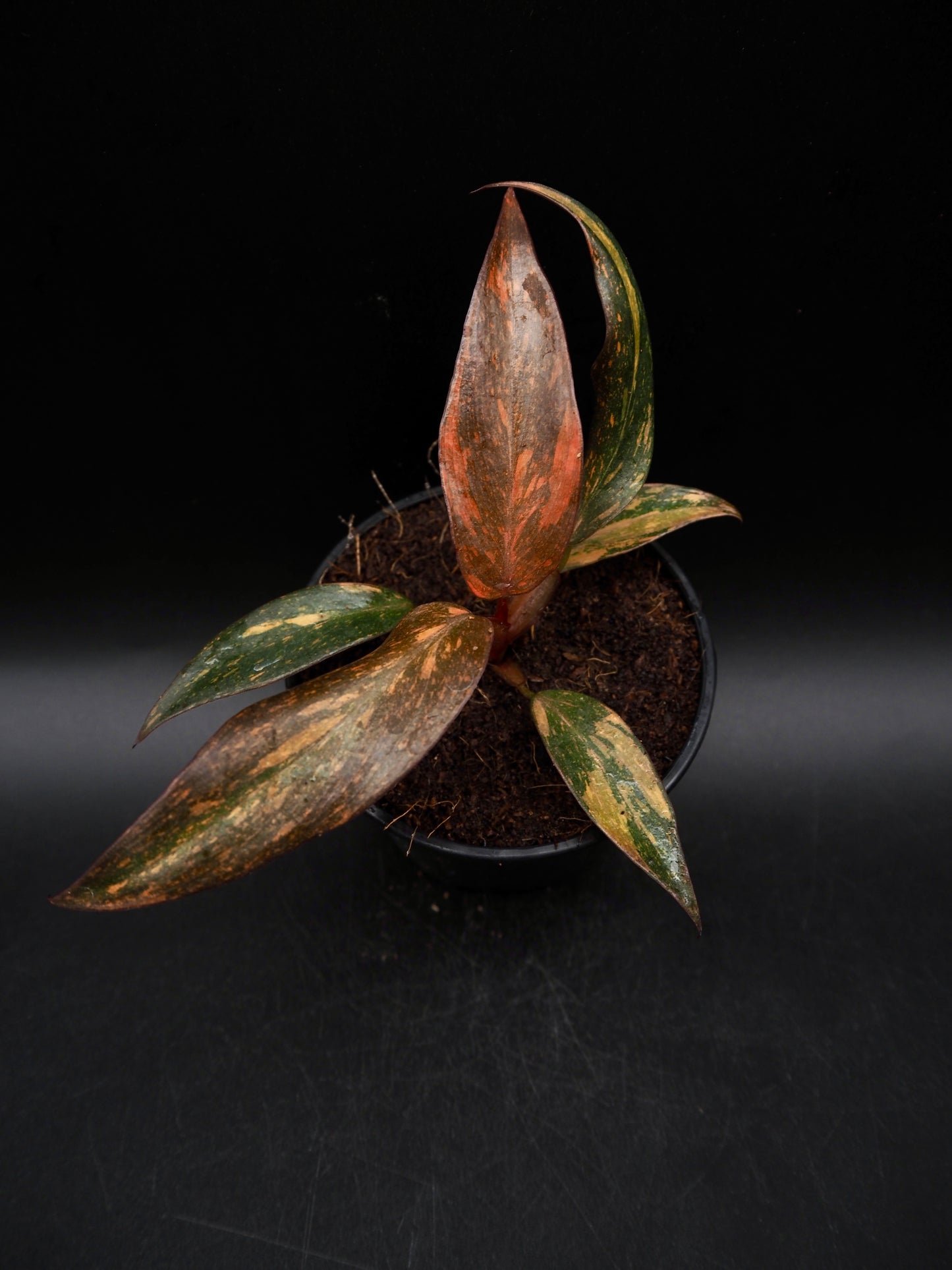 Philodendron Orange Princess Galaxy