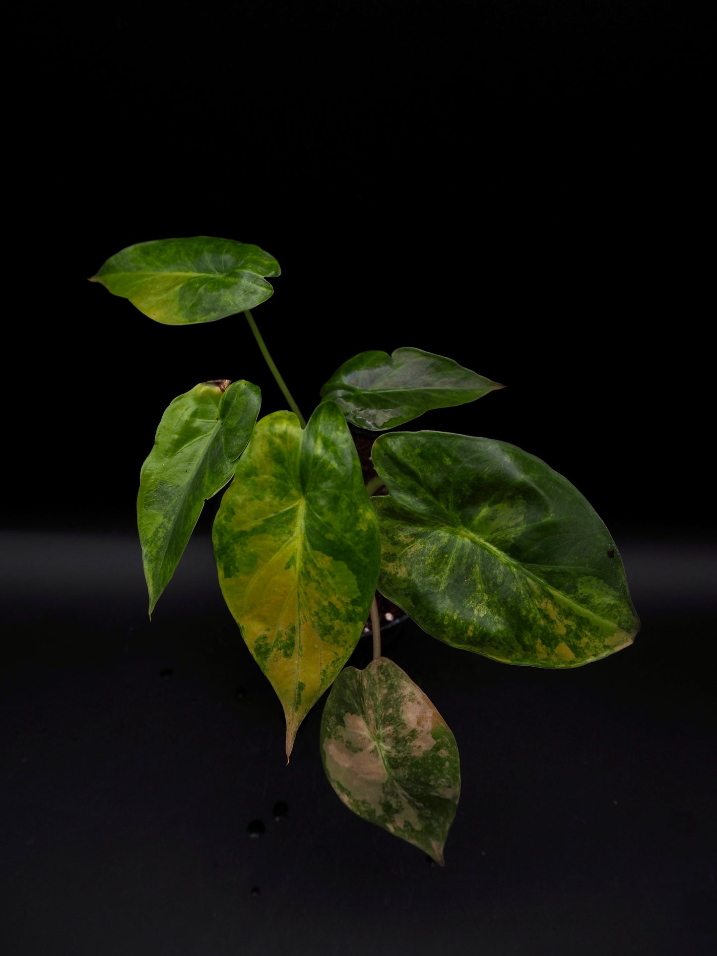 Alocasia Wentii Sunset Aurea