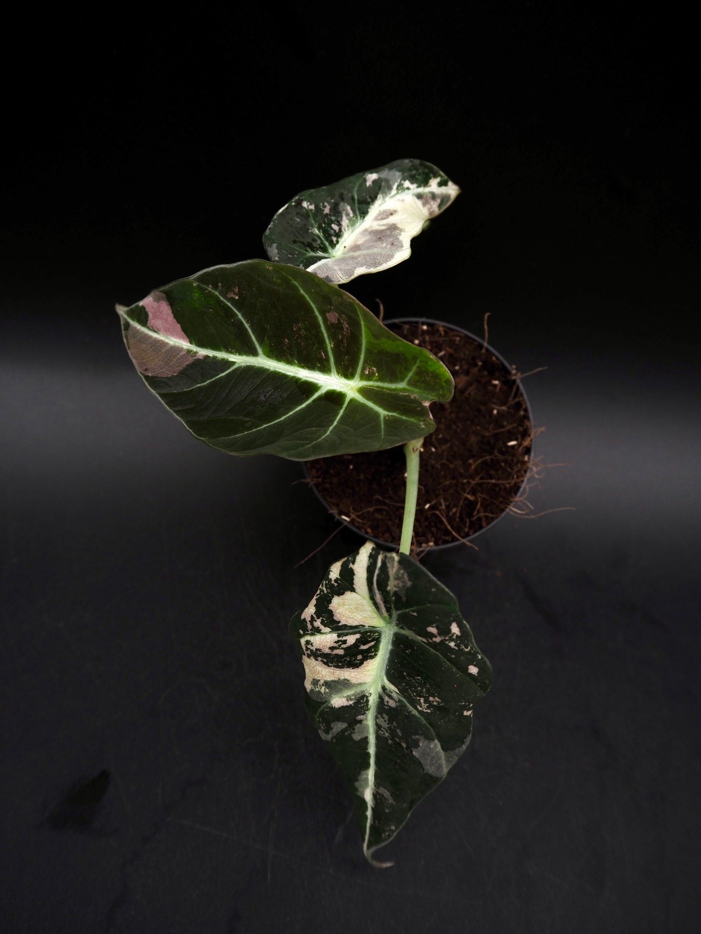 Alocasia Black Velvet Pink