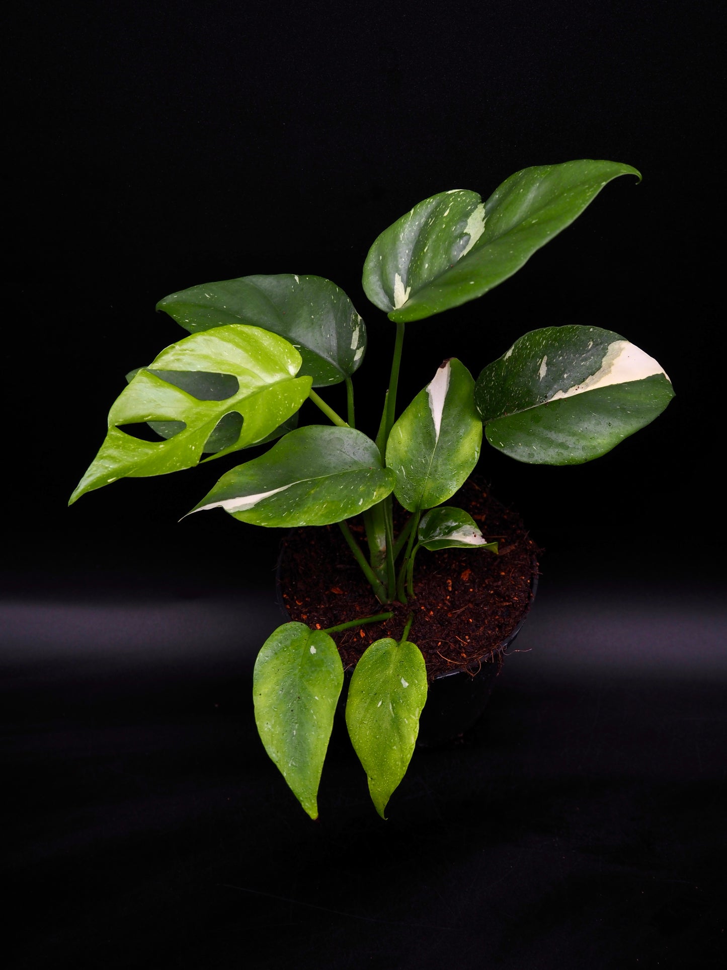 Rhaphidophora Tetrasperma Thai Constellation Variegata