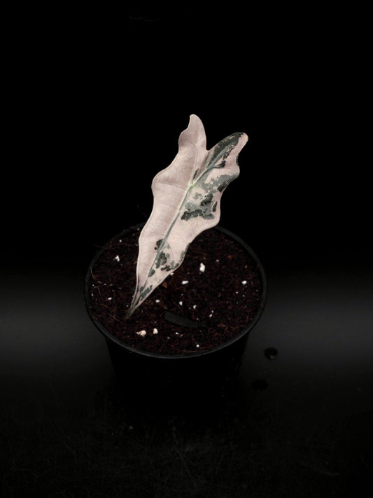 Alocasia Nobilis Pink