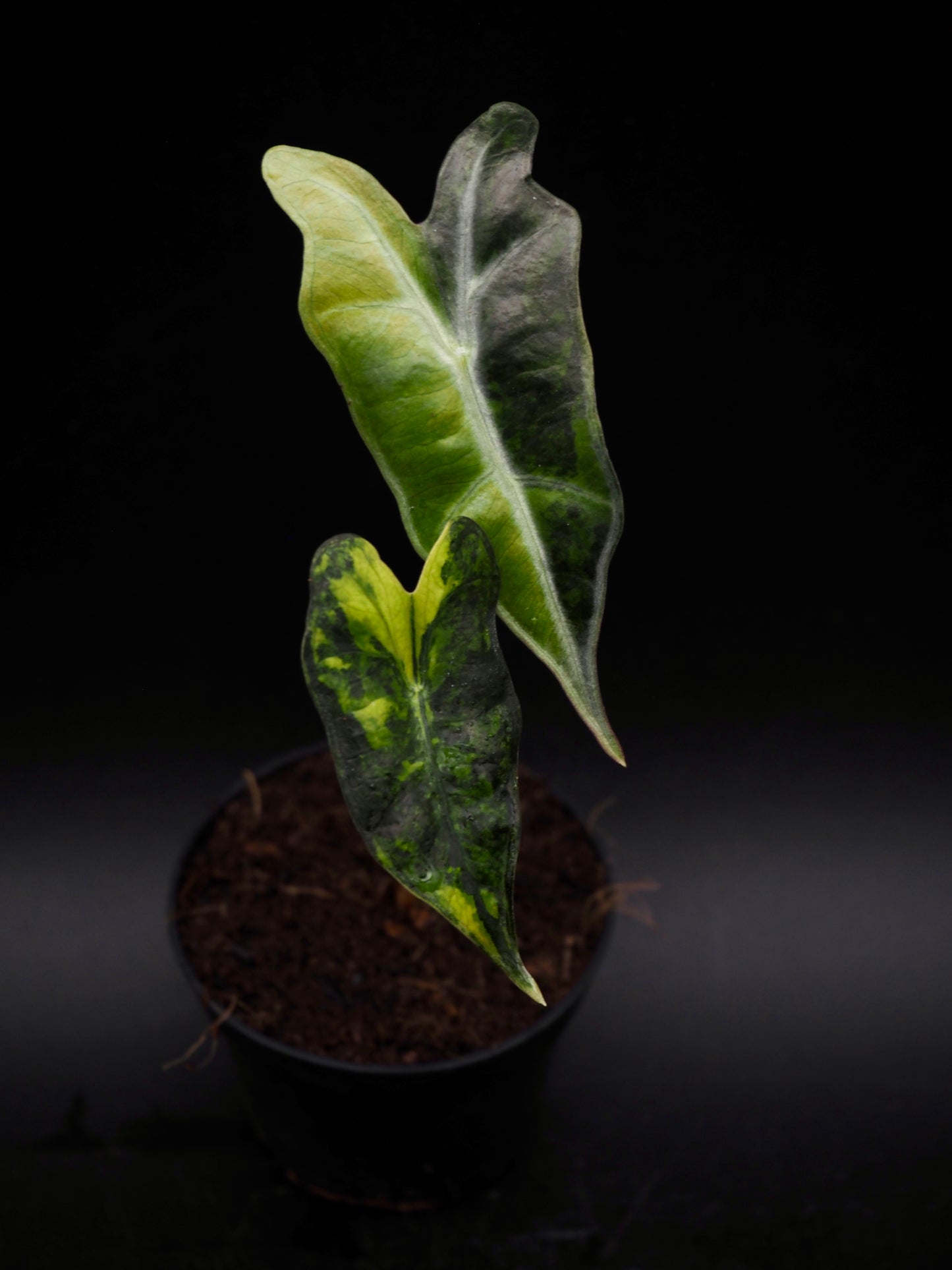Alocasia Nobilis Aurea