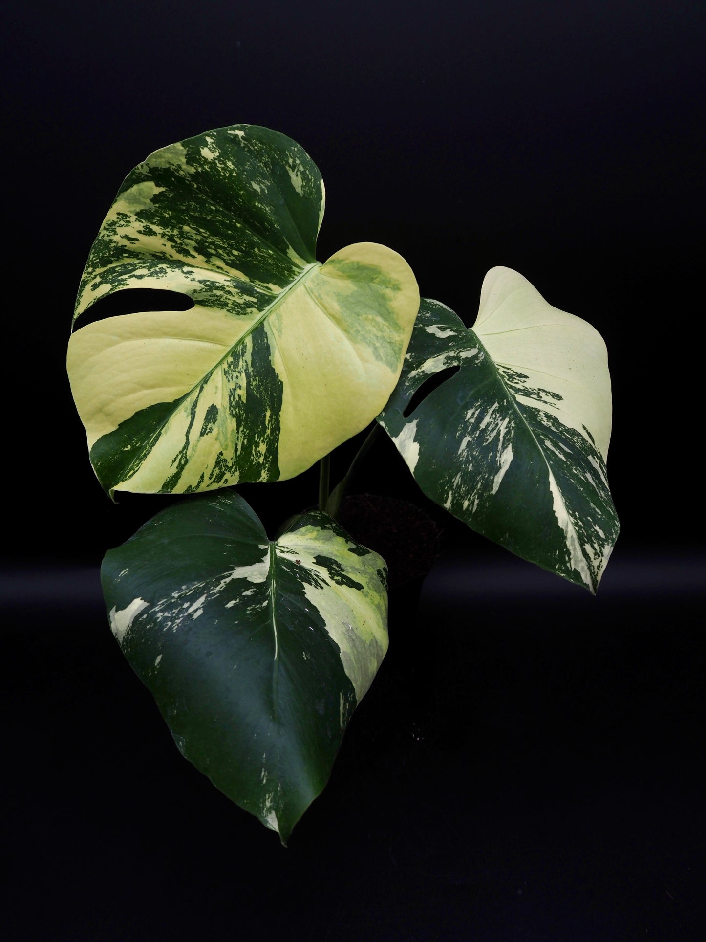Monstera Deliciosa Lemon Pom Pom