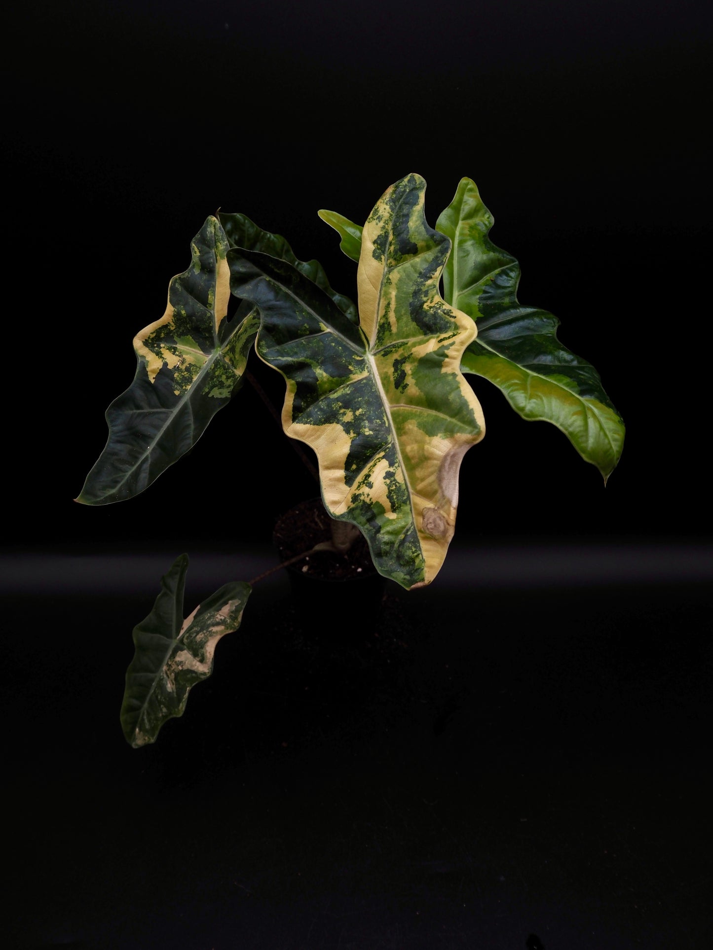 Alocasia Pseudo Sanderian Aurea