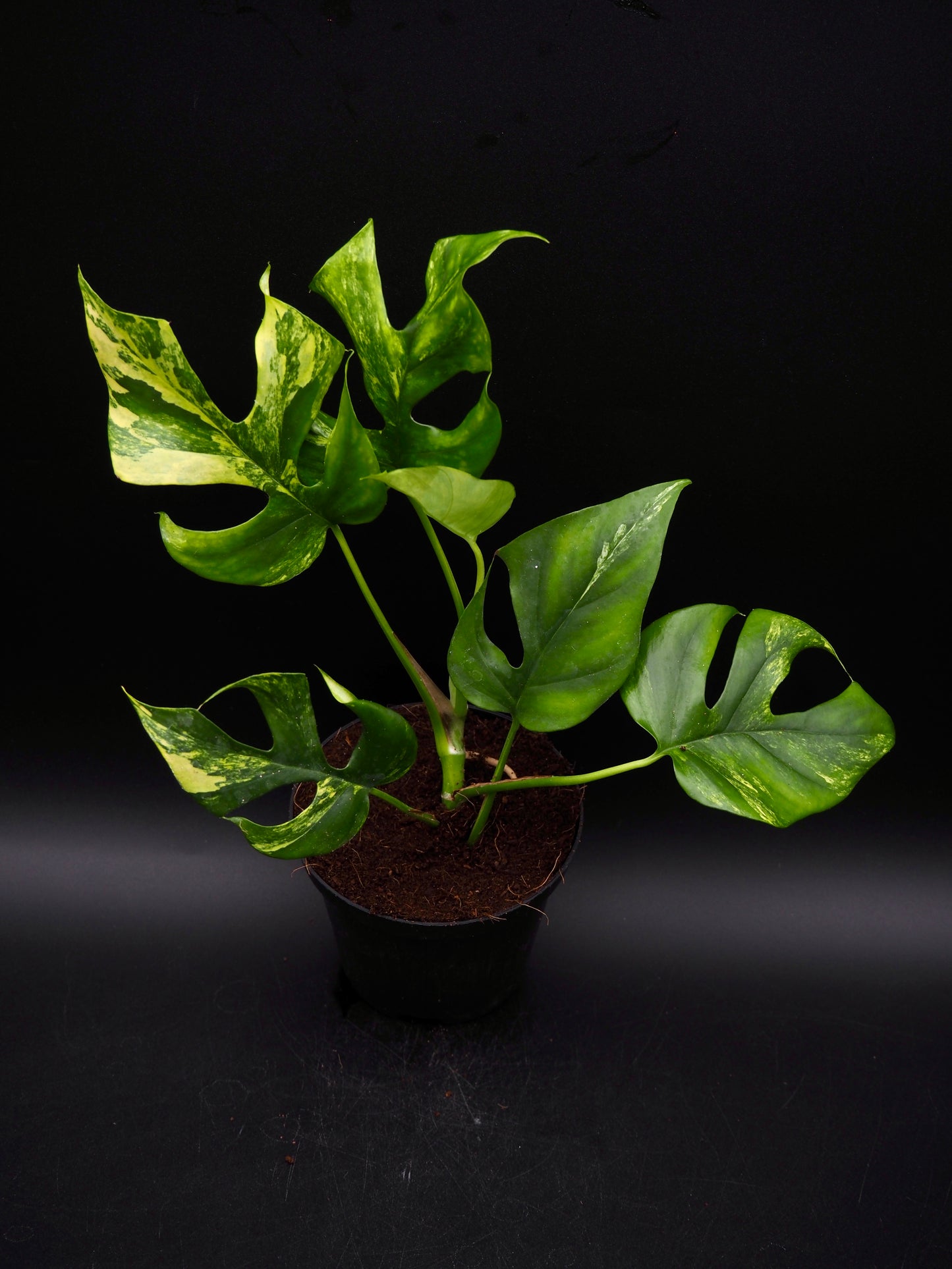 Rhaphidophora Tetrasperma Aurea Variegata