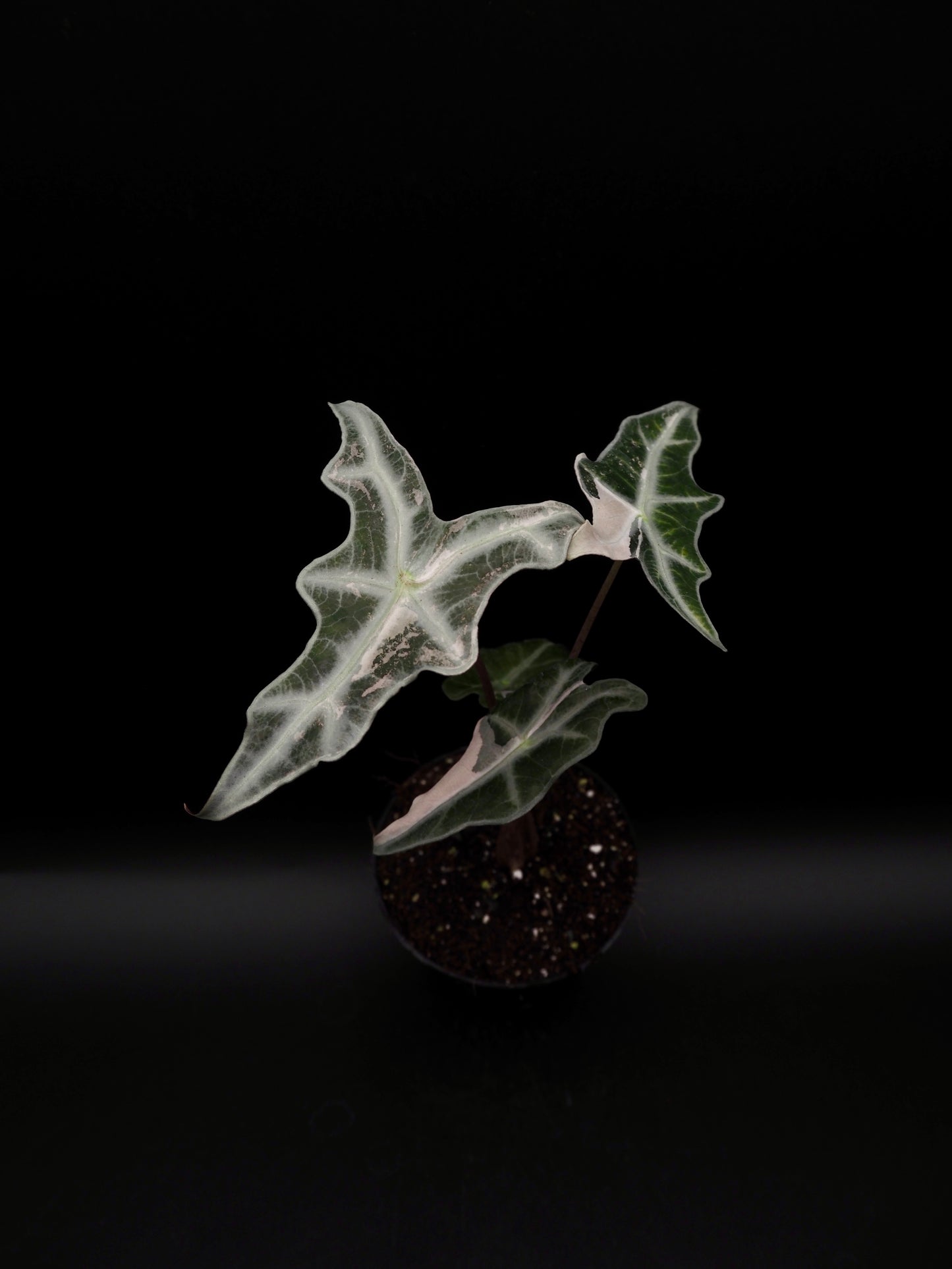 Alocasia Nobilis Pink