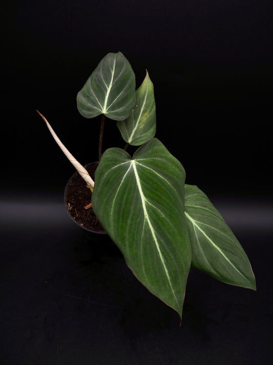 Philodendron Gloriosum