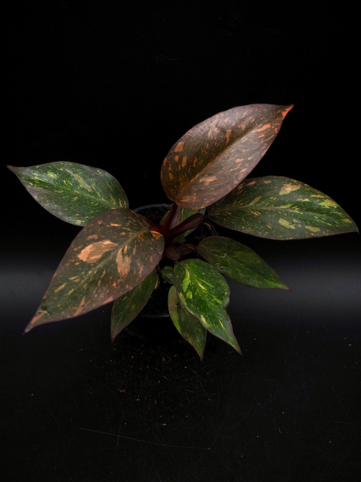Philodendron Orange Princess Galaxy