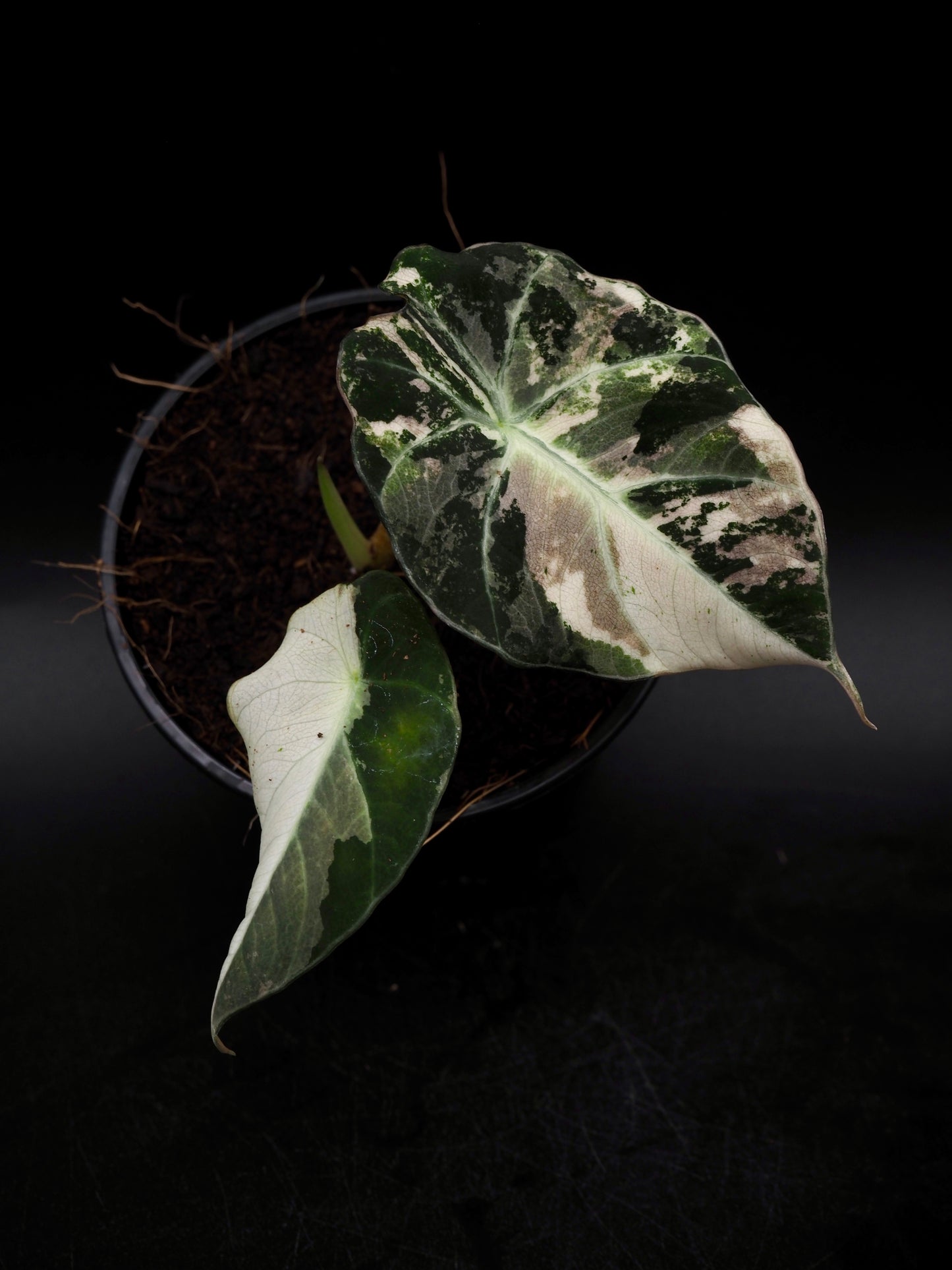 Alocasia Black Velvet Pink