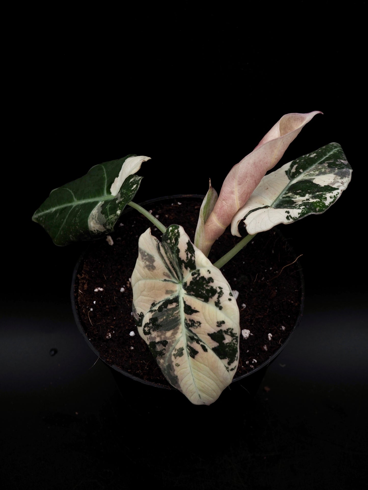 Alocasia Black Velvet Pink