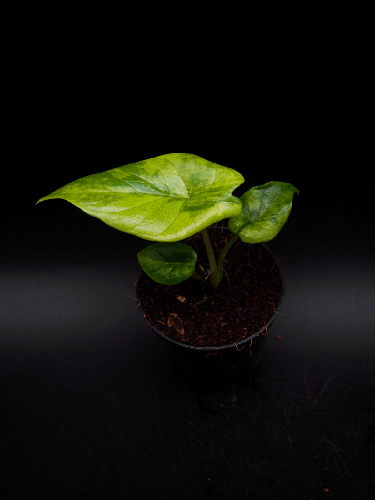 Alocasia Scalprum Aurea