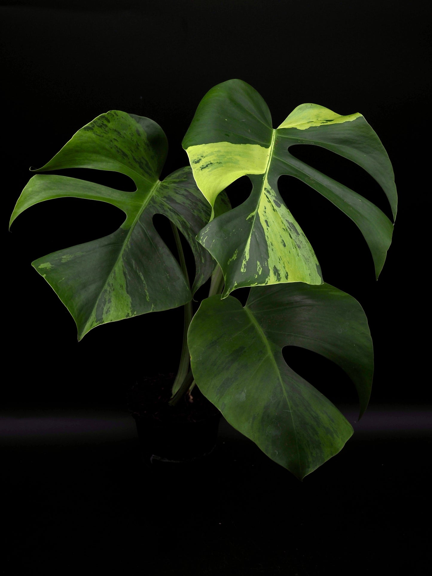 Monstera Light Lime