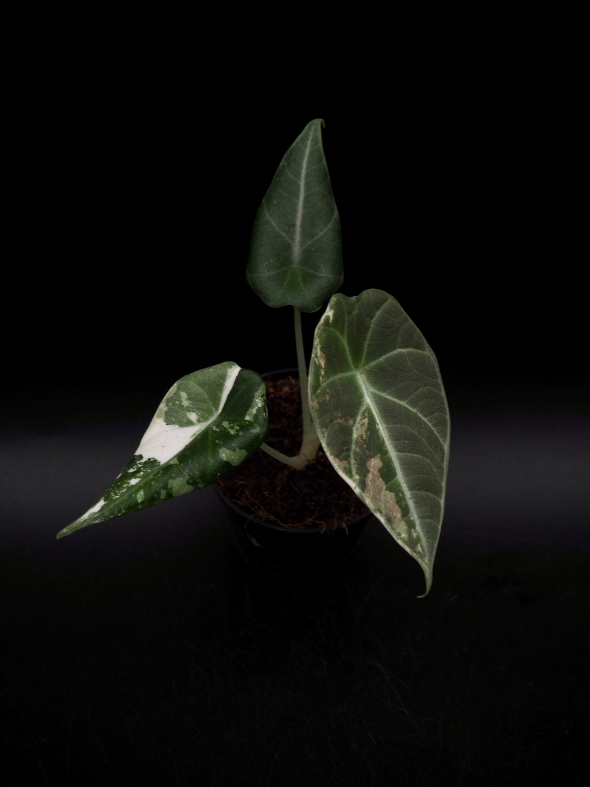 Alocasia Maharani Albo Variegata
