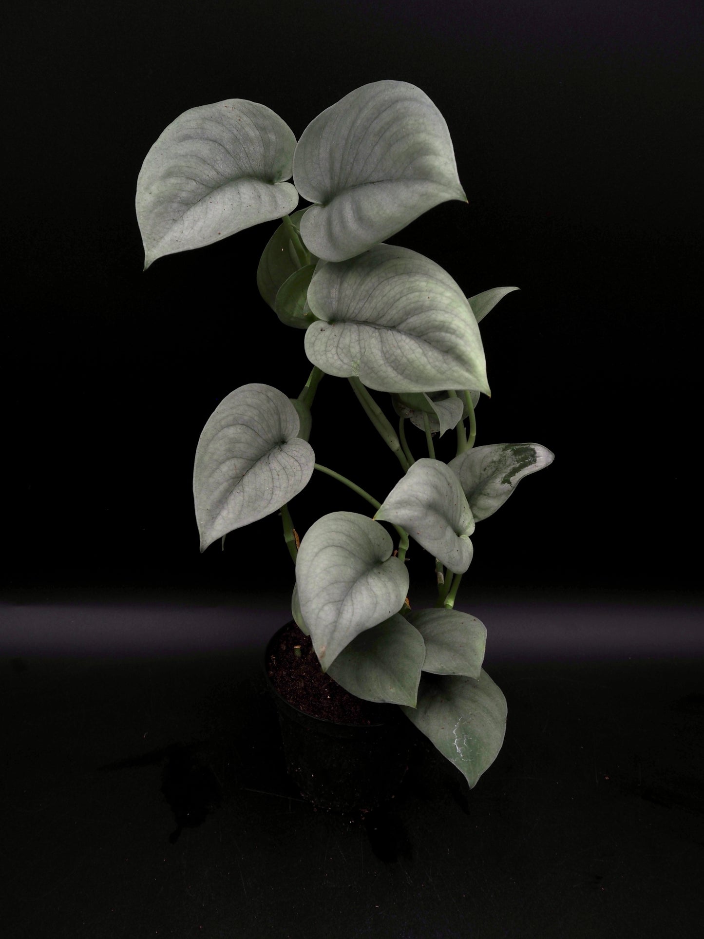 Scindapsus Platinum