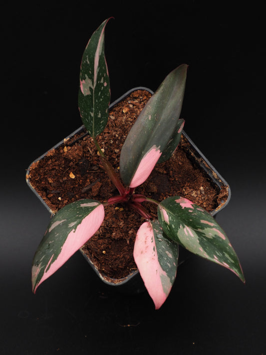 Philodendron Rose Princesse Galaxie