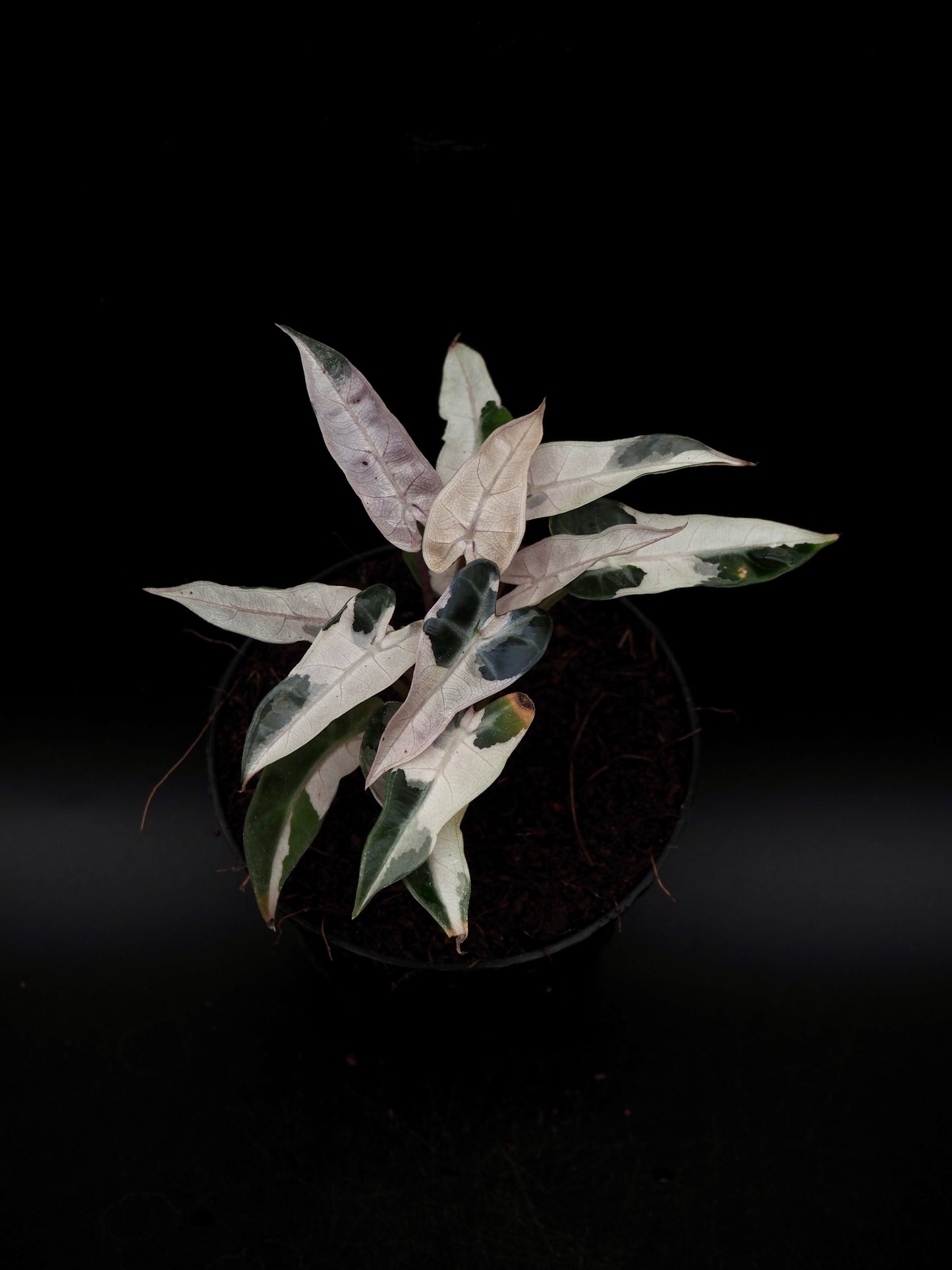 Alocasia Bambino Pink Lava