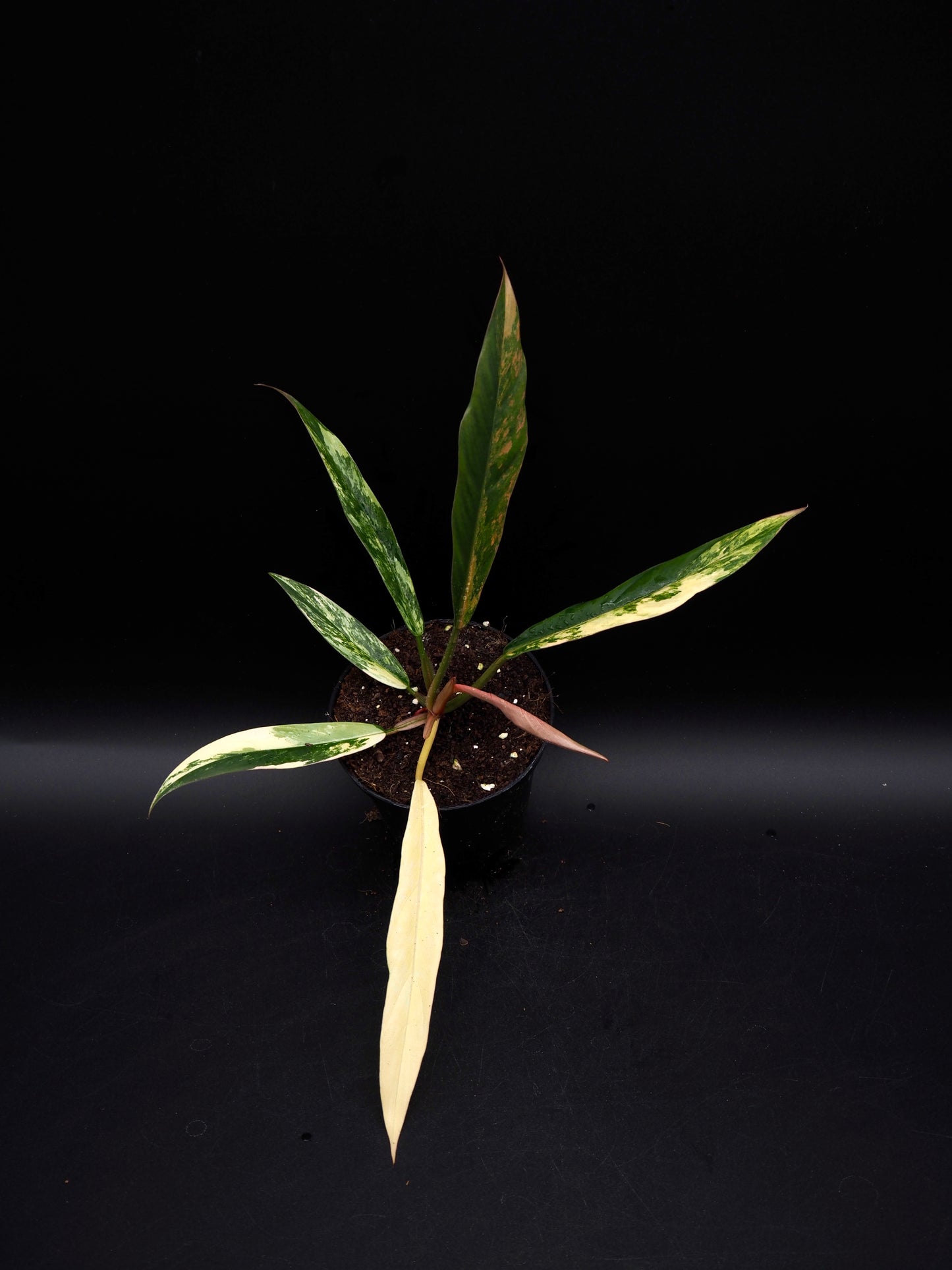 Philodendron Caramel Marble