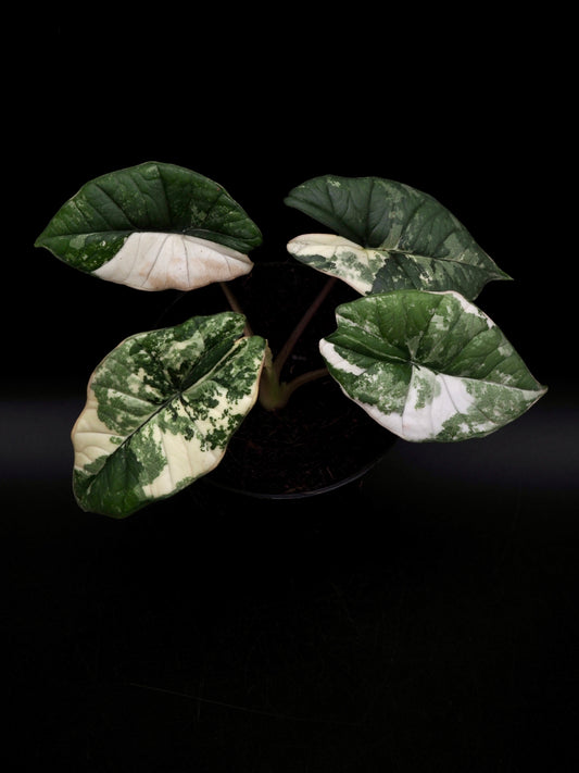 Alocasia Platinum Albo