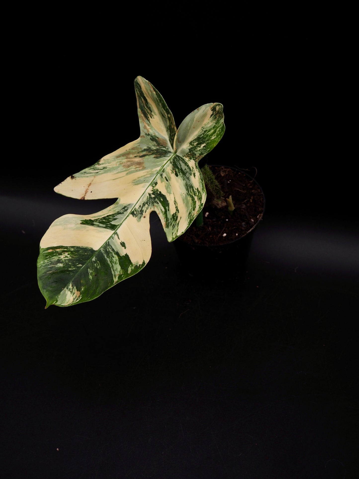 Philodendron Squamiferum Aurea Variegata