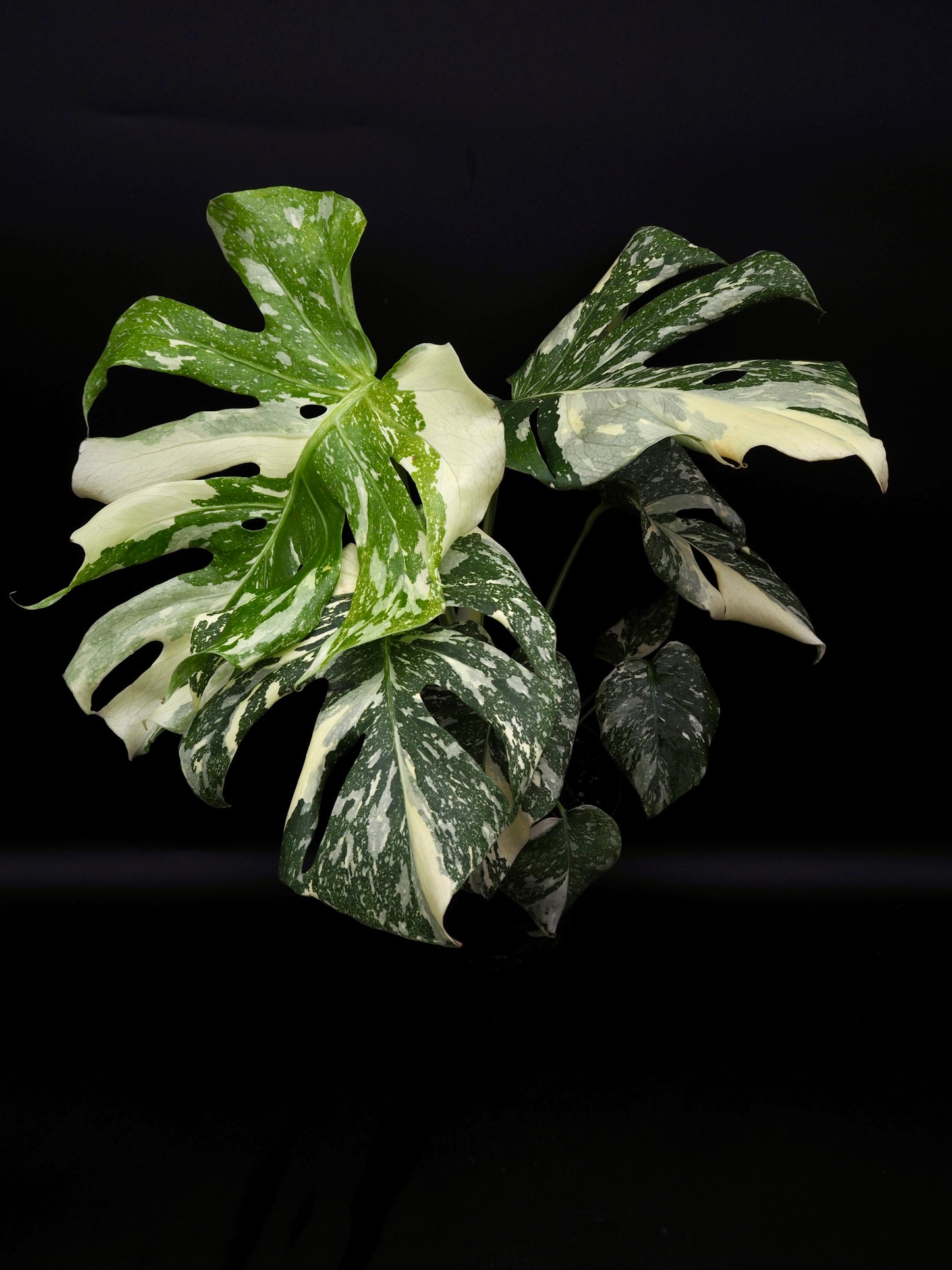Monstera Thai Constellation Creme Brûlée