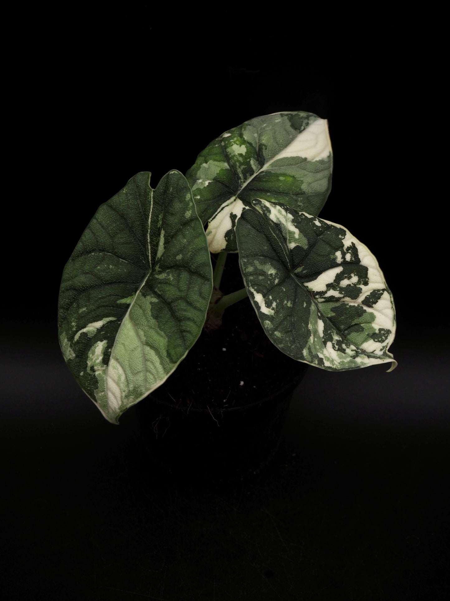 Alocasia Melo Albo