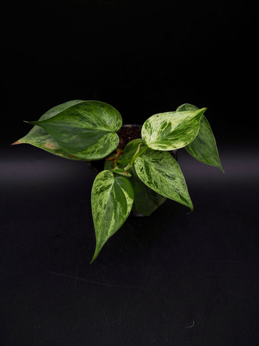 Philodendron Hederaceum Oxycardium Variegata