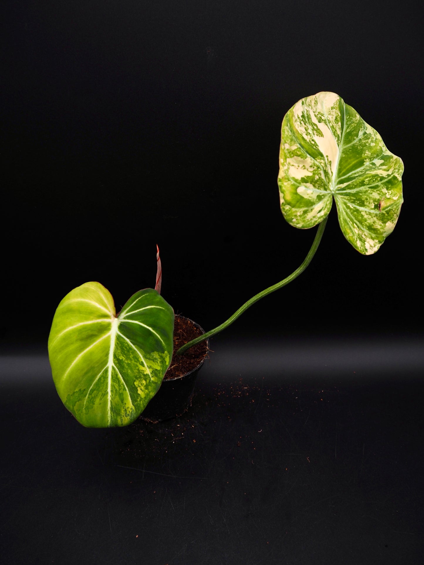 Philodendron Gloriosum Aurea