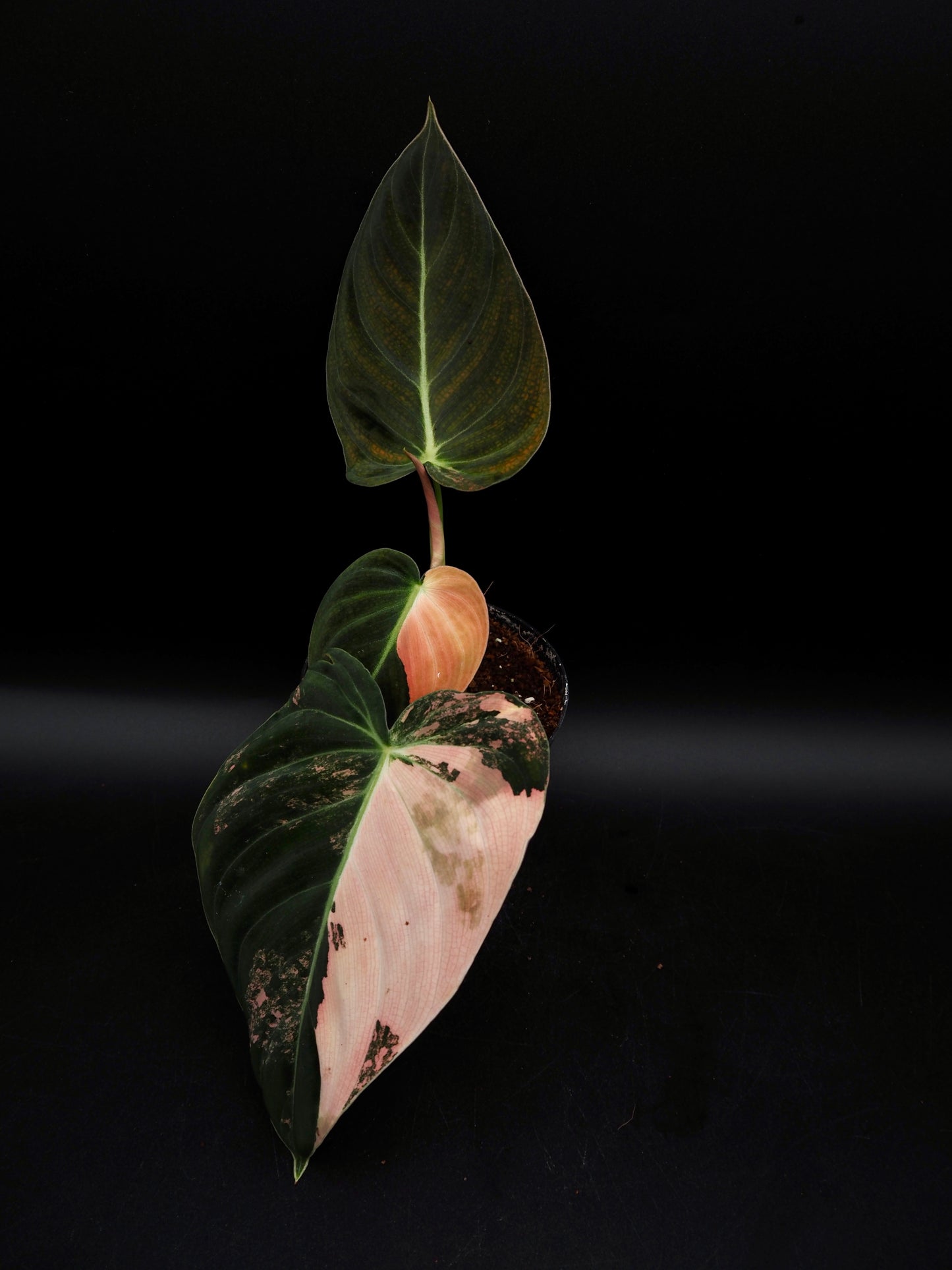 Philodendron Melanochrysum Bonfire