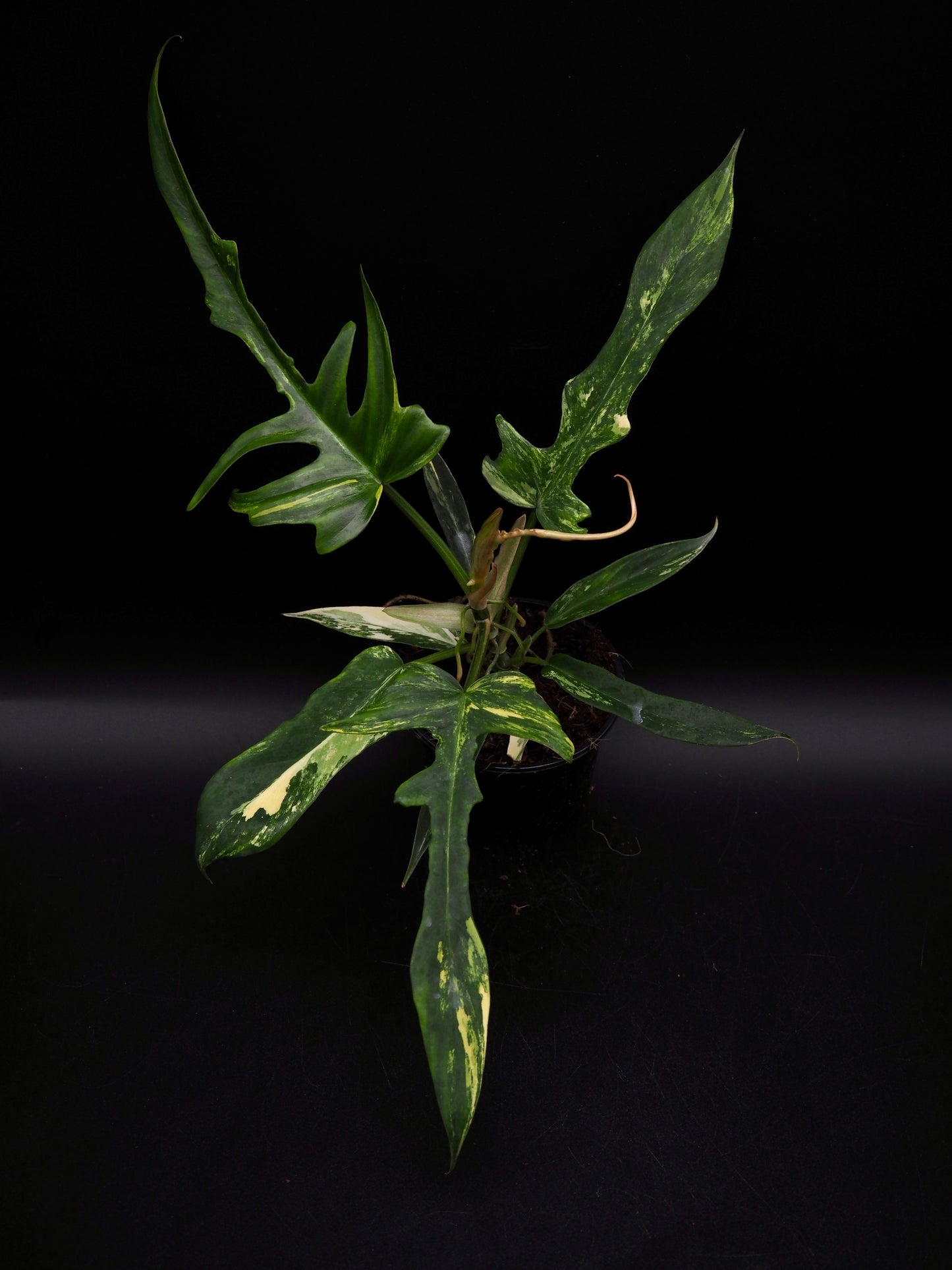 Philodendron Florida Beauty X Tortum Aurea Variegata