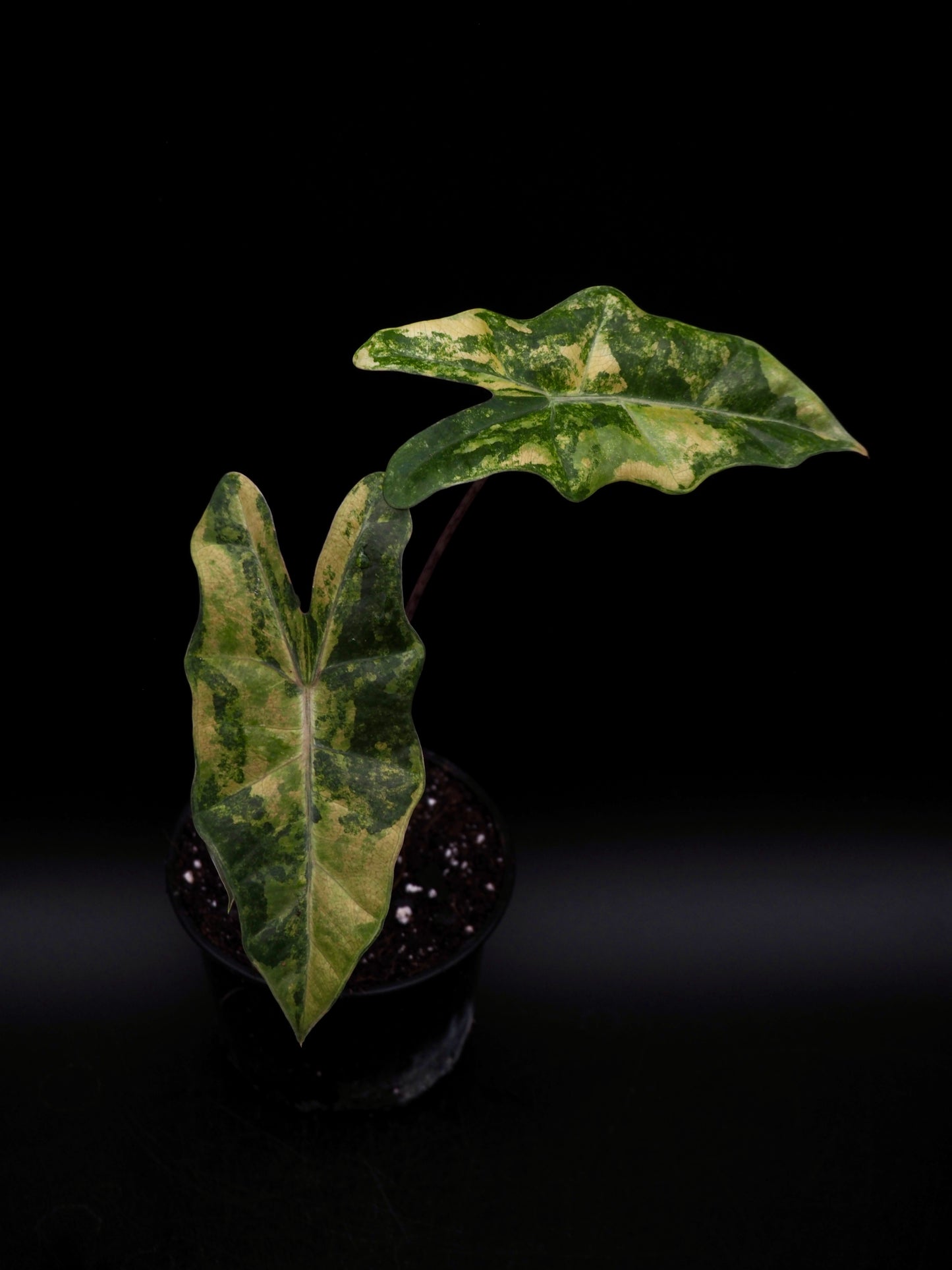 Alocasia Pseudo Sanderian Aurea Variegata